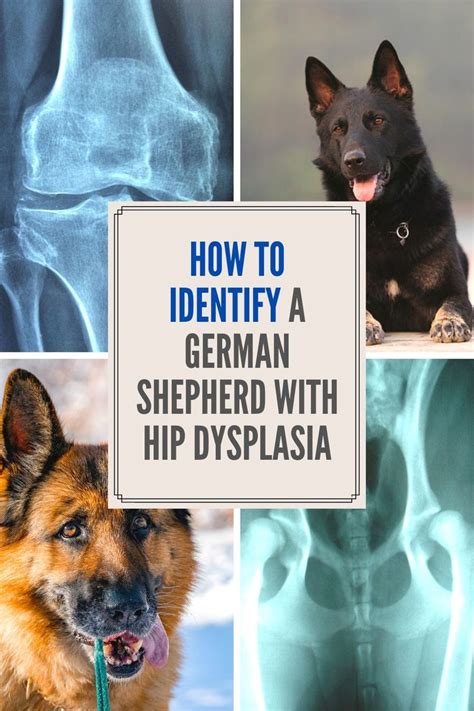 How To Identify A German Shepherd With Hip Dysplasia In 2021 German