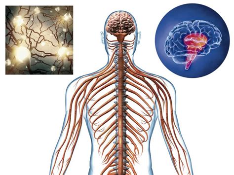 Cuerpo Humano Toda La Informaci N Del Sistema Nervioso Y Un Material
