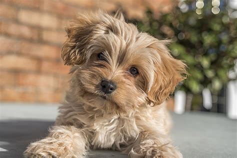 Cavapoochon Dog Breed Everything You Need To Know Pretty Pup