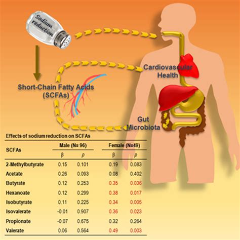 Modest Sodium Reduction Increases Circulating Short Chain Fatty Acids