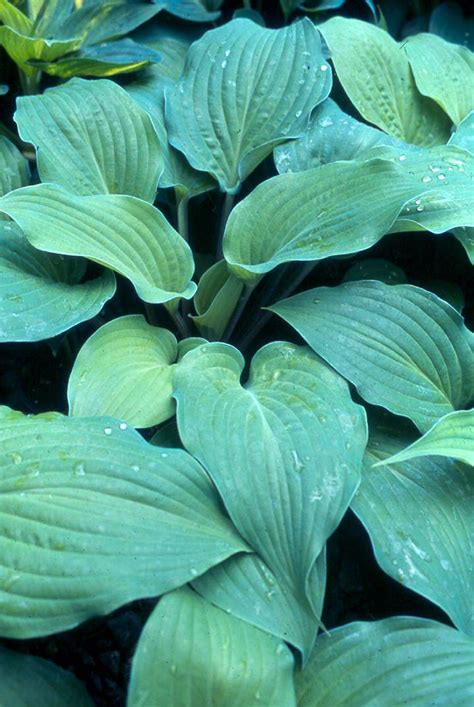 Dragons Eye Hosta 45 Inch Container Hostas Hosta Plants Shade