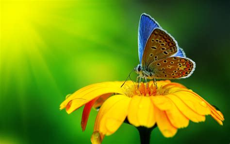 Nature Macro Flowers Butterfly Wallpapers Hd Desktop
