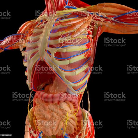 Duodenum Location In Relation To Ribcage Rib Cage Human Skeletal System