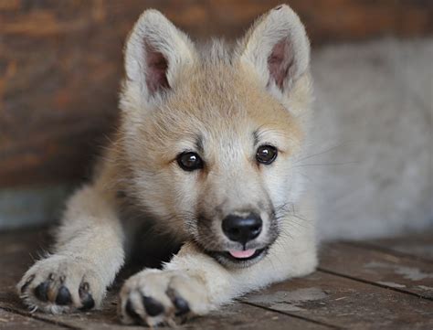 Wolf Cub Sticks Out Tongue Picture Cutest Baby Animals From Around