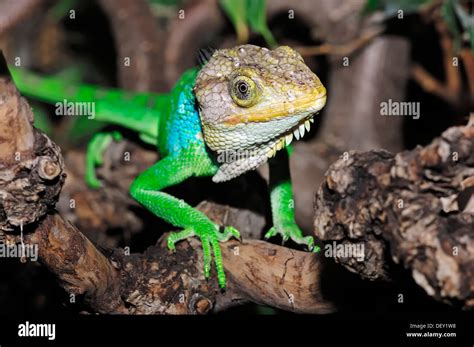 Bush Anoles Hi Res Stock Photography And Images Alamy