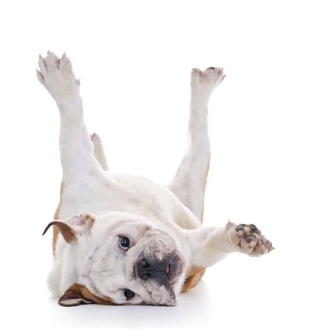 6 Easy Steps On How To Teach A Dog To Roll Over