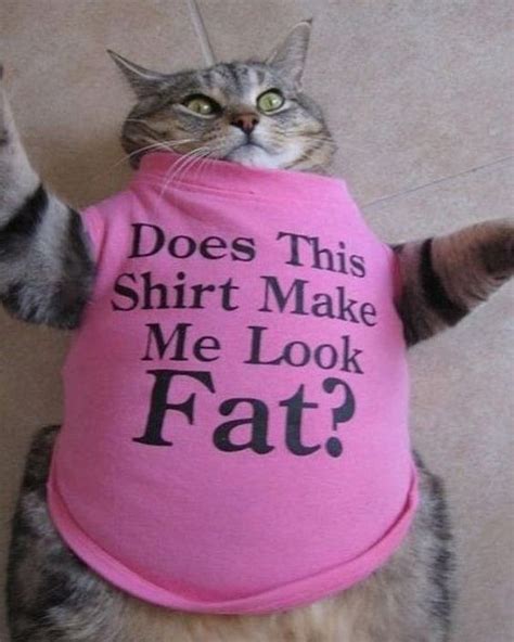 Pin On Fat Cats
