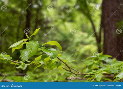 Green Foliage Tree Branch In The Forest Stock Image Image Of Bokeh