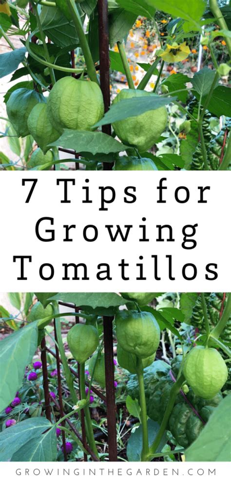How To Grow Tomatillos 7 Tips For Growing Tomatillos Growing In The