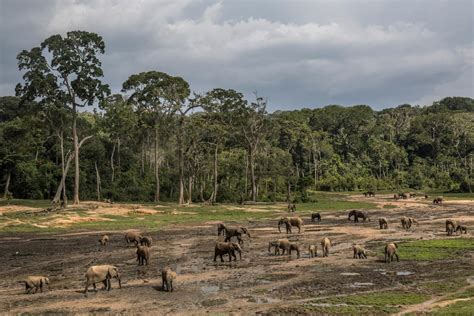 Forest Elephants Gather In Dzanga ­sangha Special Reserve A Sanctuary