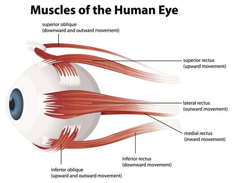 Muscles Human Eye Eye Muscle Anatomy Stock Vector Royalty 59 Off