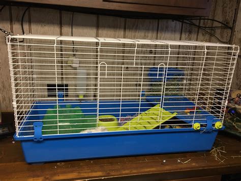Ok So Basically I Got This Cage For 2 Guinea Pigs Around 8 Weeks Old