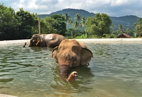 10 Amazing Animal Sanctuaries In Thailand Thaiger
