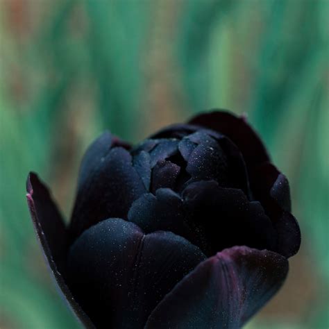 Free Photo Blooming Black Tulip Flower