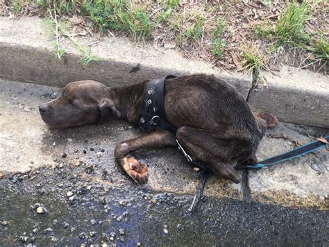Rescuers Offer 5k Reward For Info On Abused Puppy Found In Northeast