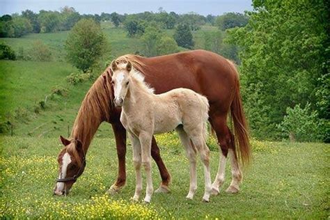 Beautiful Kentucky Horse Farms Horse Farms Horses