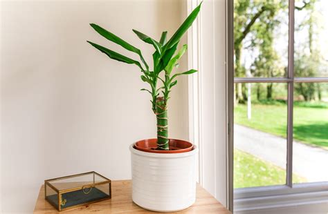 Corn Plant Dracaena Plant Care And Growing Guide