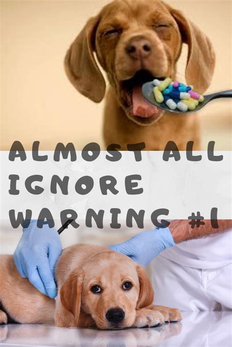 8 Warning Signs Your Dog May Be Sick Your Dog Animal Lover Love Pet