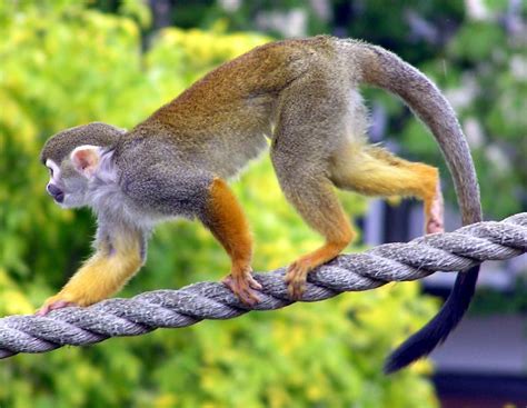 A Small Monkey Walking On Top Of A Rope