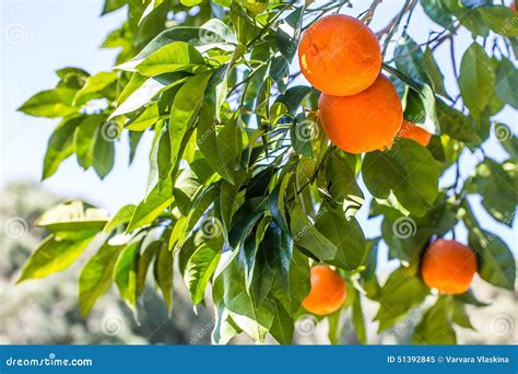 Green Orange Tree With Orange Fruits Stock Image Image Of Branches