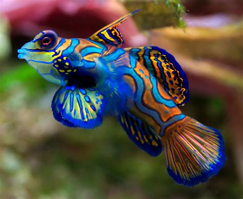 Top 10 Most Beautiful And Colorful Fish