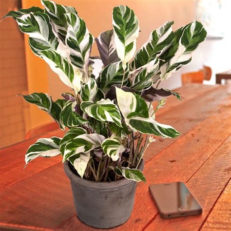 Houseplants For Holiday Color Diy