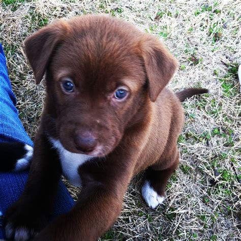 My Dogs Precious Labhusky Mix Puppy Brown Hair Blue Eyed Beauty