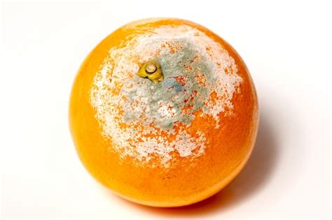Rotten Orange On The White Background Premium Photo