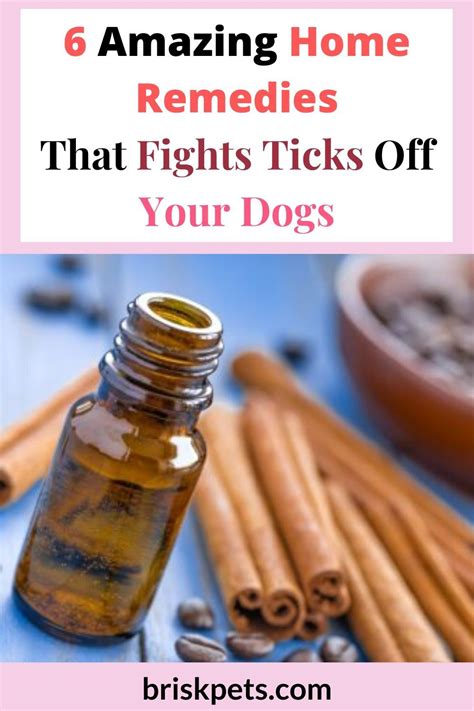 6 Amazing Home Remedies That Fights Ticks Off Your Dogs Home Remedies