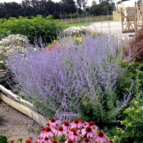 Russian Sage Buy At Nature Hills Nursery