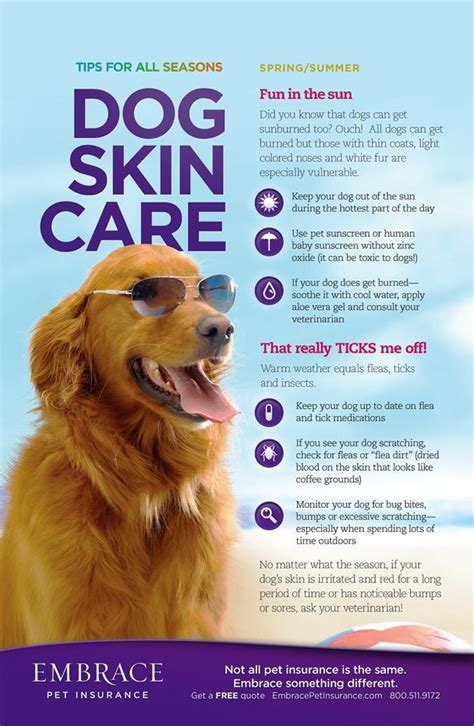 Your Pets Skin Is Just As Sensitive As Yours These Tips Will Help