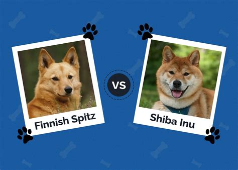 Finnish Spitz Vs Shiba Inu The Key Differences With Pictures Hepper