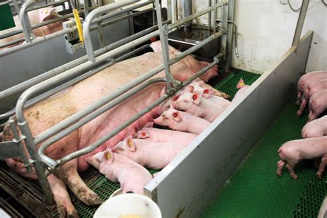 Gestating And Lactating Sows Need High Feeding Level Pig Progress