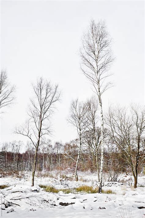 Barren Trees In Winter Snow By James Ross Tree Winter