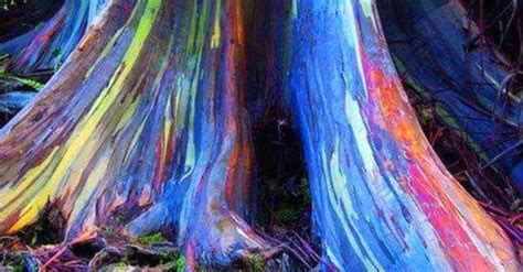 Rainbow Eucalyptus Trees Are Known As The Most Beautiful Trees In The World