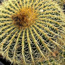 Our nursery is a european company that is dedicated to produce seeds and plants especially with the known botanical origin. GDNC Cactus & Desert Plant Nursery - 98 Photos & 13 ...