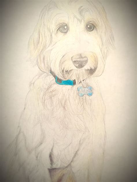 Goldendoodle Sketch At Explore Collection Of
