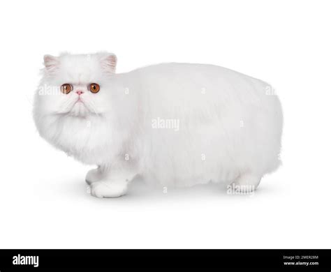 Orange Eyed White Persian Cat Side View Looking At Camera Stock Photo