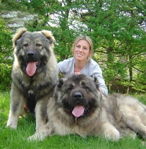 These Massive Dogs Were Once Bred To Hunt Bears In 2020 With Images