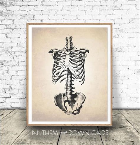 Skeletal Frame Printable Human Anatomy Art Print Human Etsy Art
