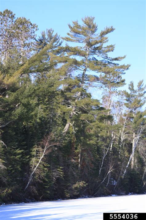 Eastern White Pine Pinus Strobus Pinales Pinaceae 5554036