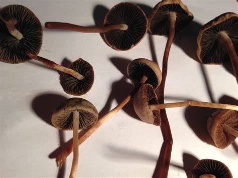 Are These Panaeolus Cinctulus Magic Mushrooms Mushroom Hunting And