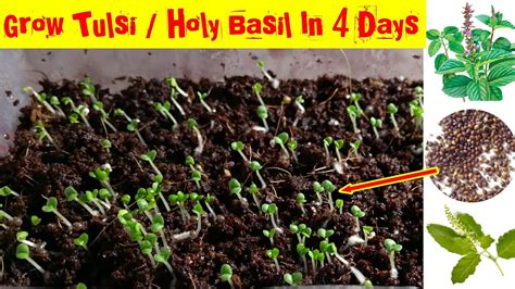 Very Fastest Way To Grow Tulsi Plant Holy Basil From Seeds How To