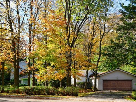 Residential Neighborhood With Tall Trees And Fall Foliage Stock Photo