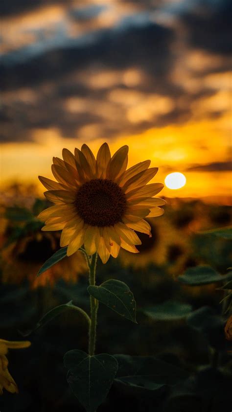 Pin By Emilis Martínez On Sunflowers Sunflower Iphone Wallpaper