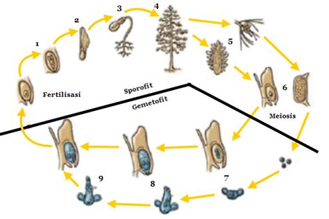 Reproduksi Tumbuhan Gymnospermae