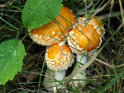 Some Thoughts On Amanita Muscaria Or The Fly Agaric Mushroom
