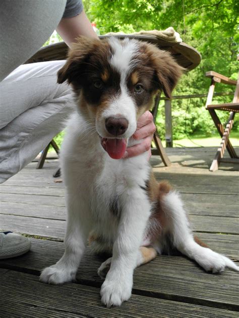 What Would A Border Collie Australian Shepherd Mix Look Like
