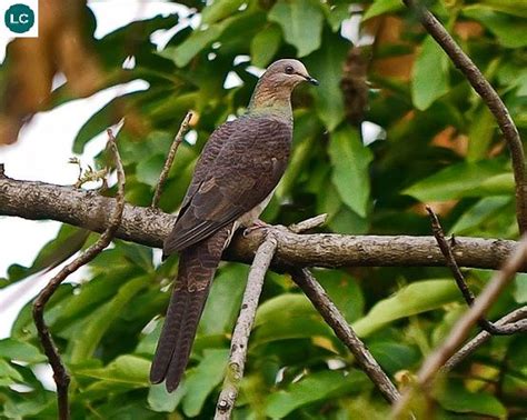 ☎️ Wonderbirdspecies ⚜️⚜️ Barred Cuckoo Dove