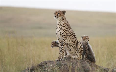 Wallpaper Nature Wildlife Baby Animals Leopard Feline Cheetah